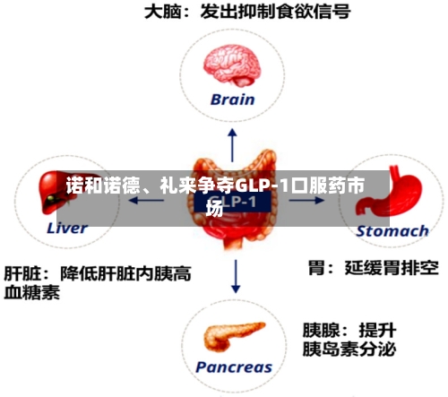 诺和诺德、礼来争夺GLP-1口服药市场